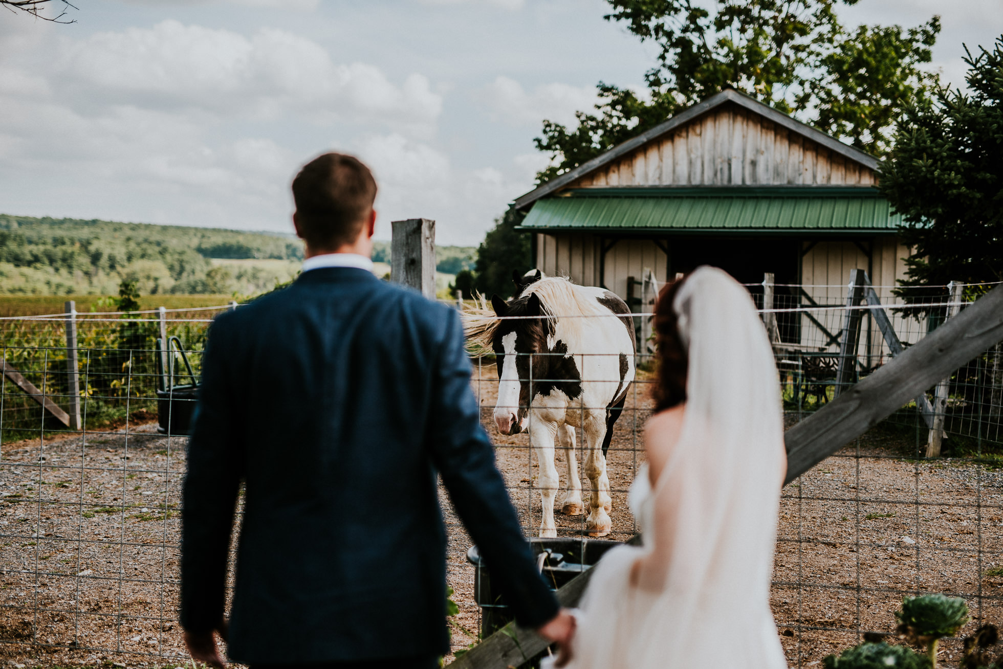bride and groom with horses at olde tater barn wedding in central bridge, ny photographed by traverse the tides