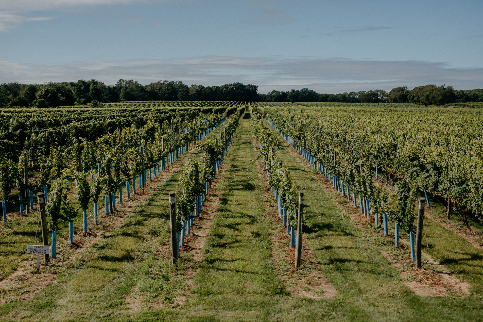 Bedell Cellars vineyard wedding