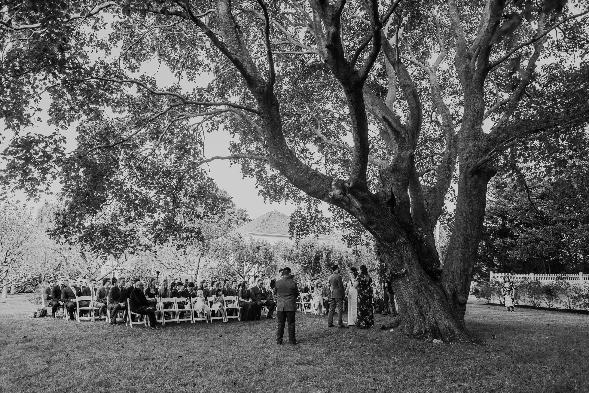 wedding ceremony under big tree